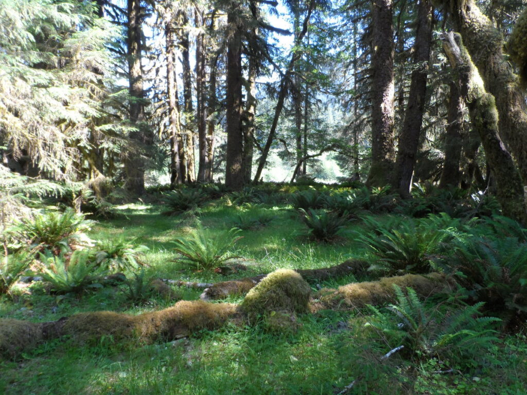 Forest with evergreens, ferns, and dappled sunshine. 