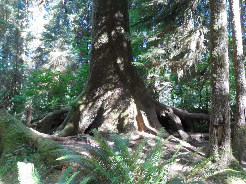 Giant roots and tree trunk, surrounded by ordinary sized trees.
