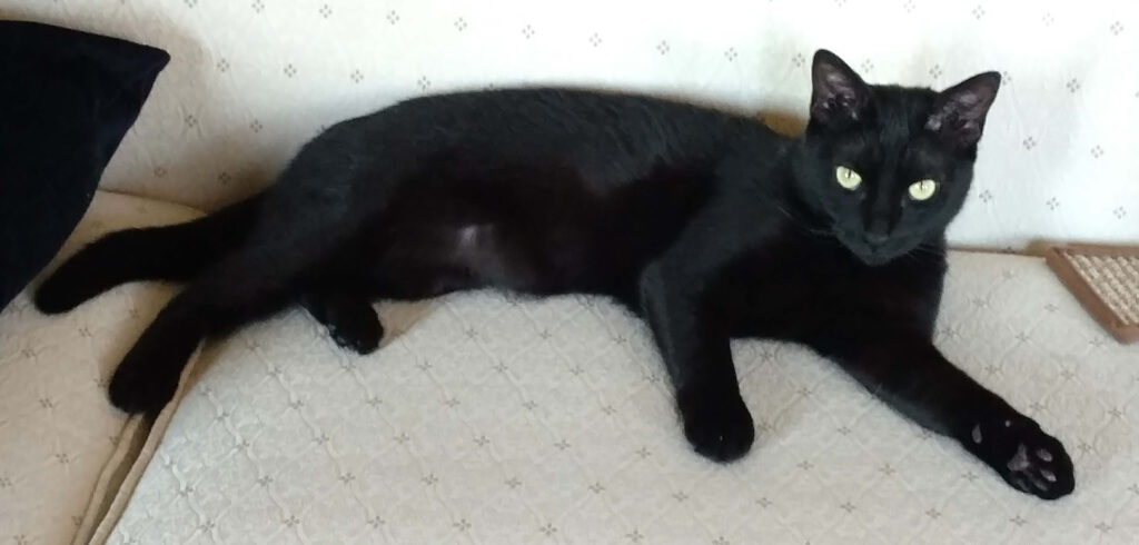 Sheba - a black cat relaxing on a couch