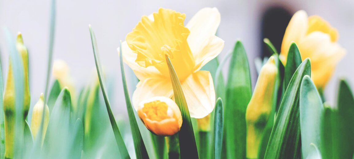 Daffodils Photo by Tim Gouw on Unsplash.