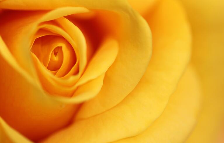 A yellow rose.